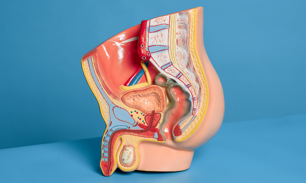 The Male Reproductive System