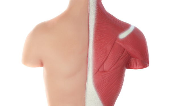 Muscle Groups
