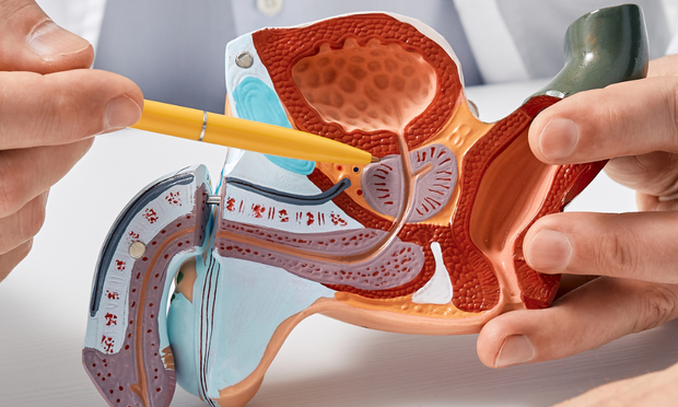 Prostate Gland Anatomy