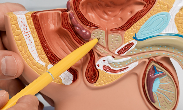 Prostate Gland Anatomy Revision Guide