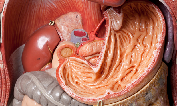 Stomach Anatomy Revision Guide