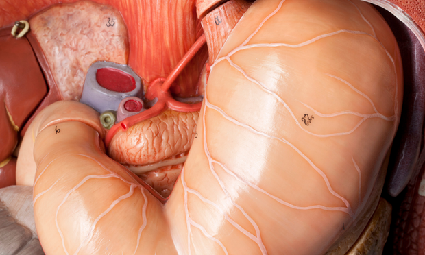 Stomach Anatomy