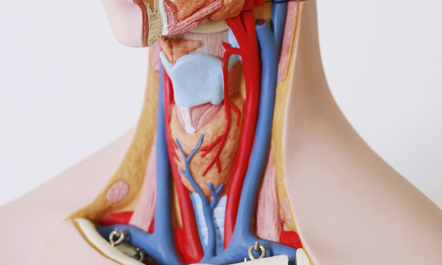 Throat (Pharynx & Larynx) Anatomy