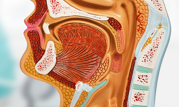 Tongue Anatomy