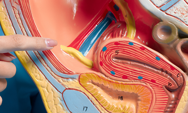 Urinary System Anatomy Revision Guide