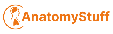 AnatomyStuff