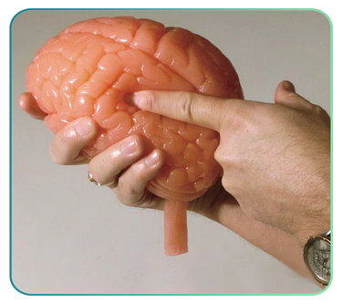 Brain Models and Anatomy Posters