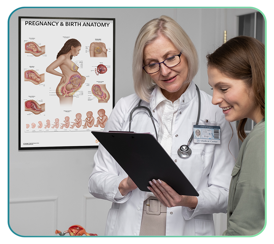 Antenatal & Pregnancy Education Models and Posters – AnatomyStuff