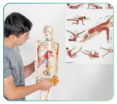 Sports and Exercise Models and Anatomy Posters