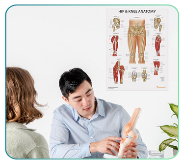Joint & Muscle Anatomy Posters