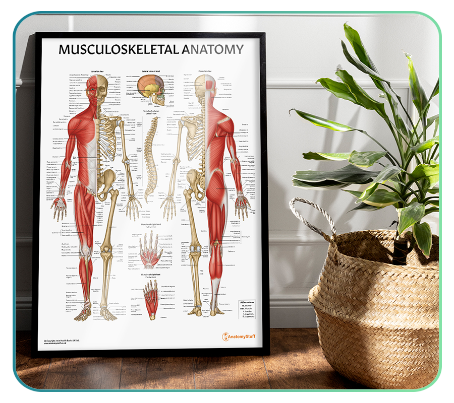 Musculoskeletal System Anatomy Models and Posters – Page 2 – AnatomyStuff