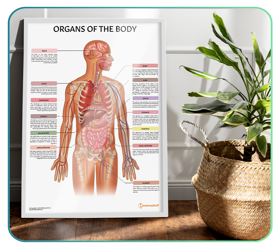 Internal Organs Body Chart.pdf Organs of the Body Models and Anatomy Charts – AnatomyStuff
