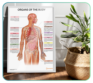 Organs of the Body Models and Anatomy Charts