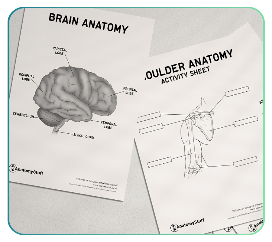 PDF Downloads | Free Anatomy PDFs – AnatomyStuff