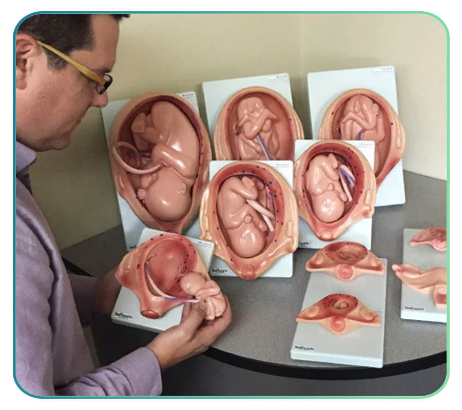 Male & Female Reproductive System Models and Anatomy Posters – AnatomyStuff