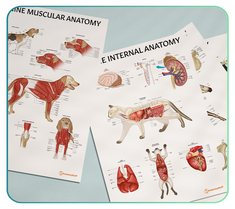 Veterinary Anatomy Posters Anatomystuff