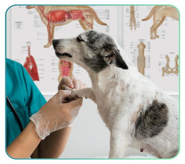 Canine Anatomy Charts and Models
