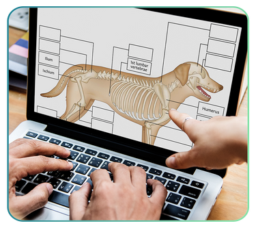 Veterinary Digital Download PDFs