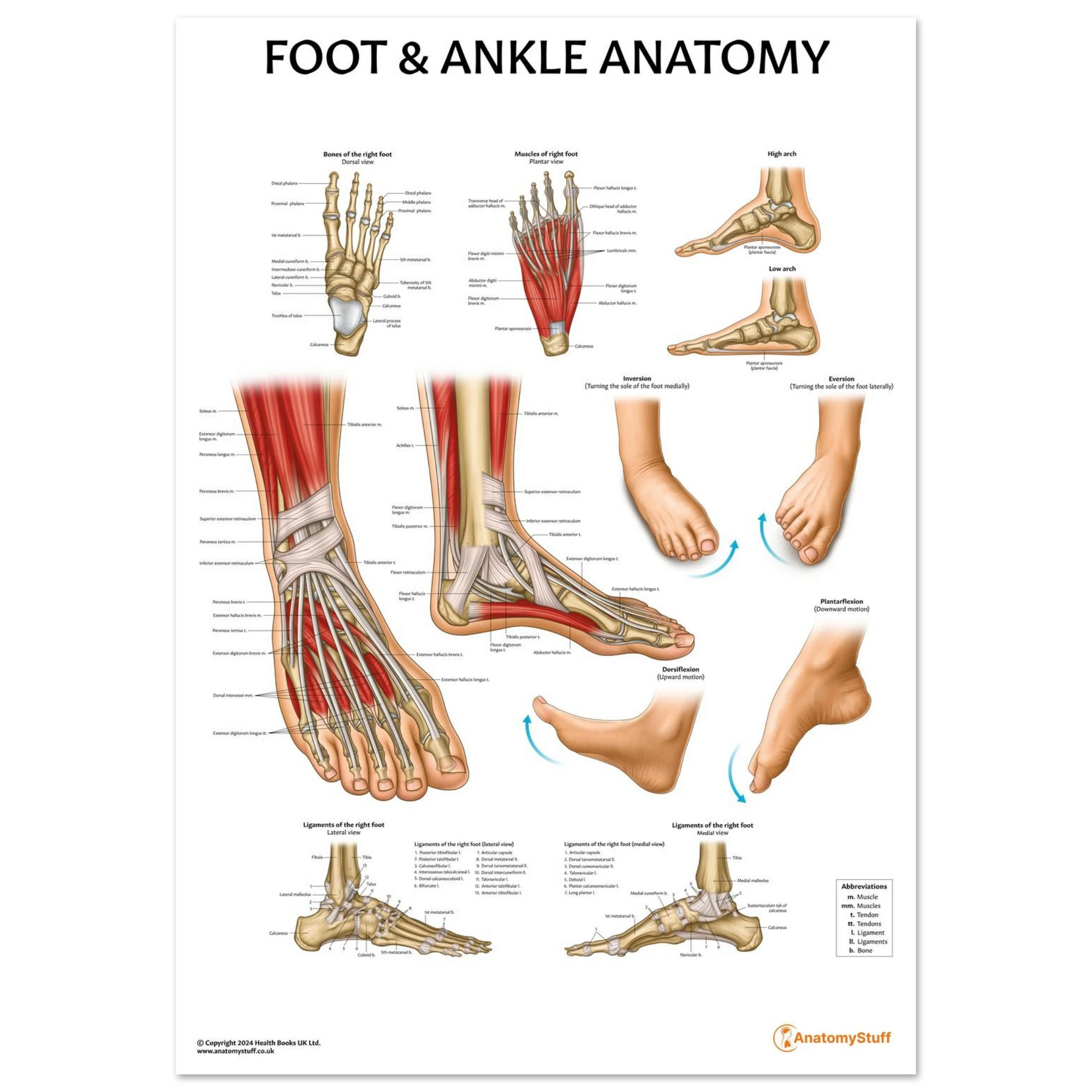 Foot & Ankle Joint Anatomy Chart | Framed Medical Poster