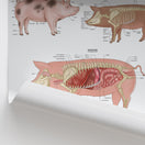 Switch Pig Anatomy Chart / Poster 2 image