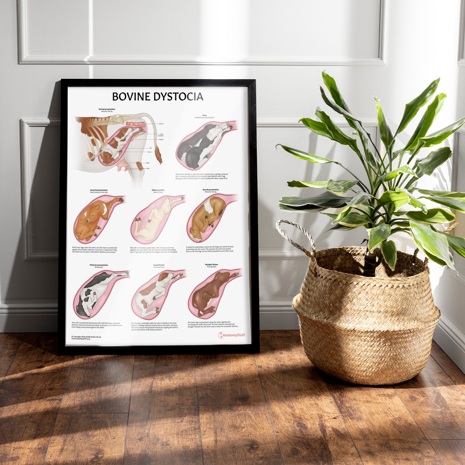 Bovine Dystocia Chart / Poster
