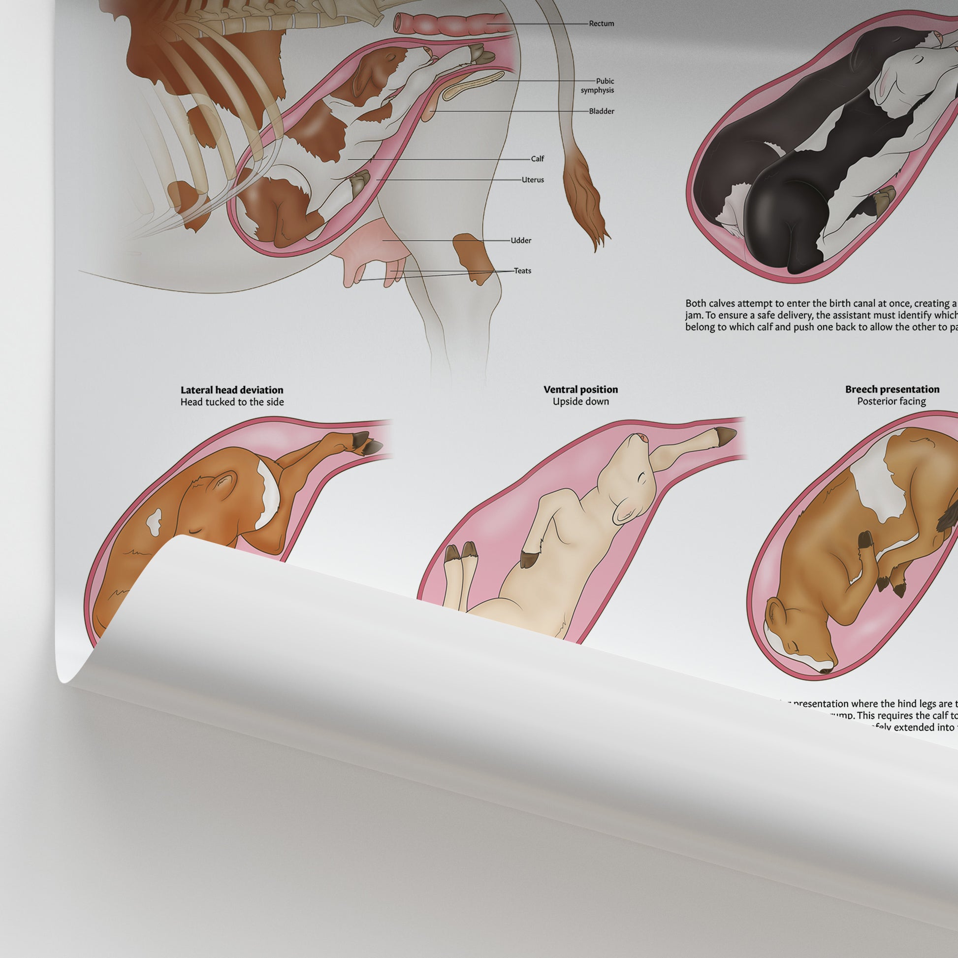 Bovine Dystocia Chart / Poster