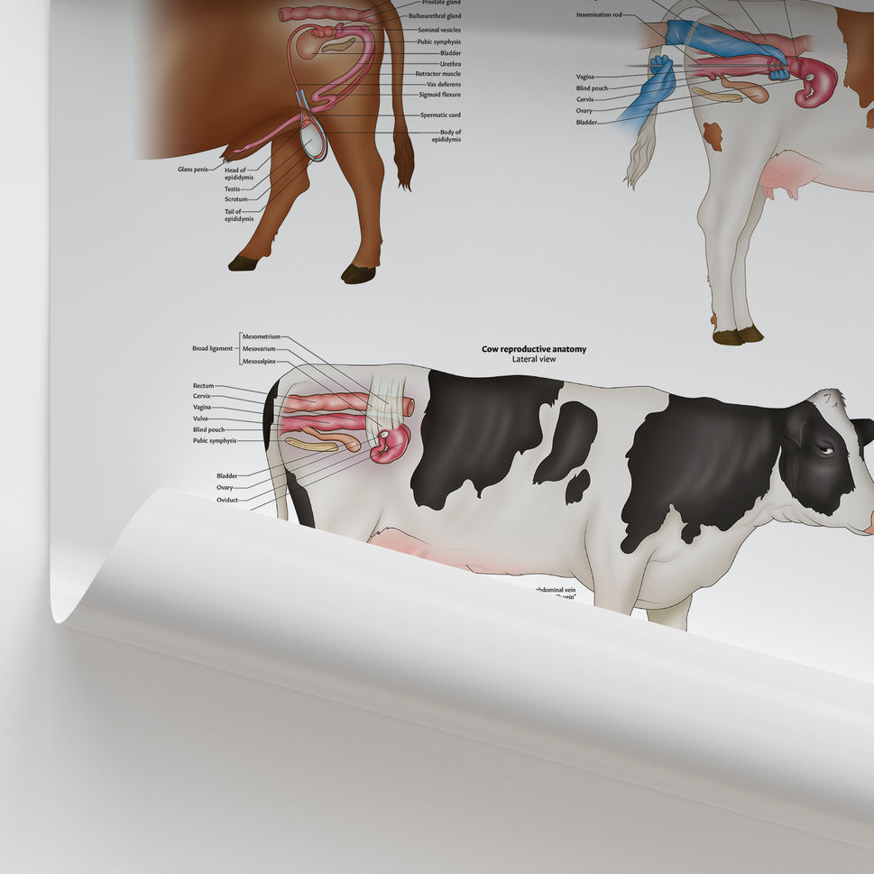 Bovine Reproductive Anatomy Chart / Poster
