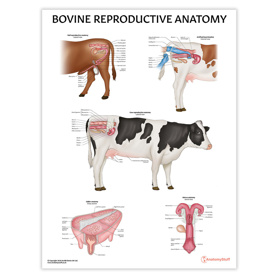 Bovine Reproductive Anatomy Chart / Poster