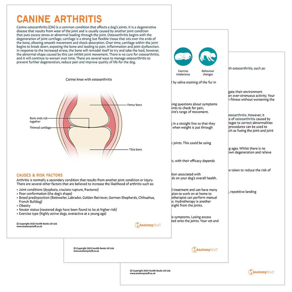 Canine Arthritis Pet Owner Education Handout (Printable PDF)