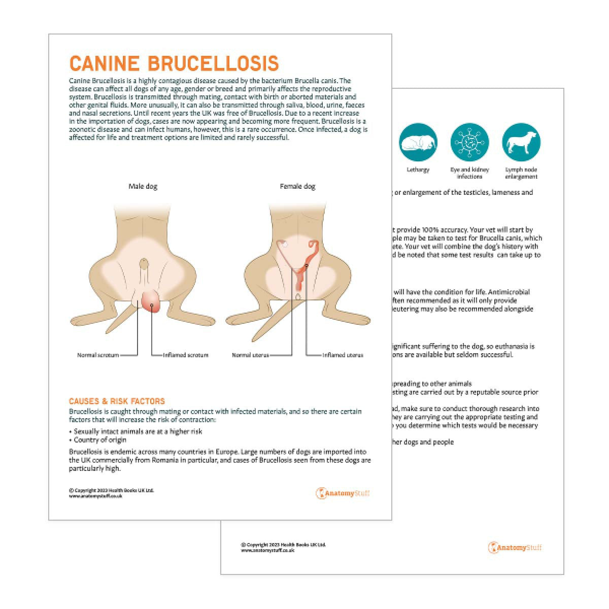 Canine Brucellosis Pet Owner Education Handout