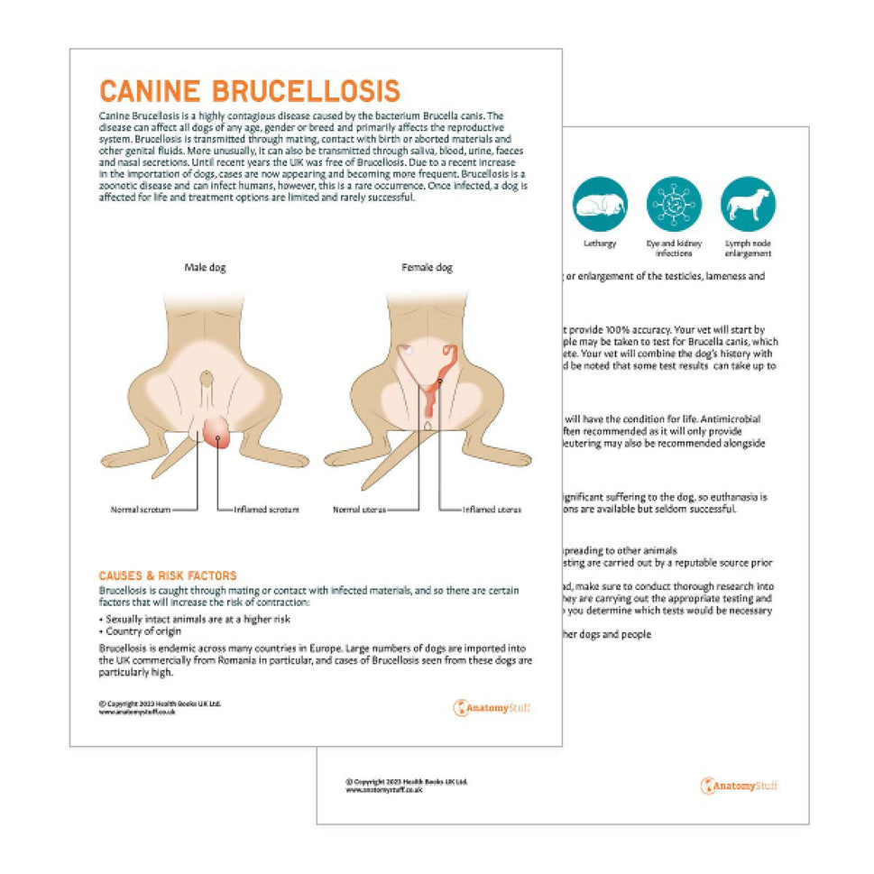 Canine Brucellosis Pet Owner Education Handout (Printable PDF)
