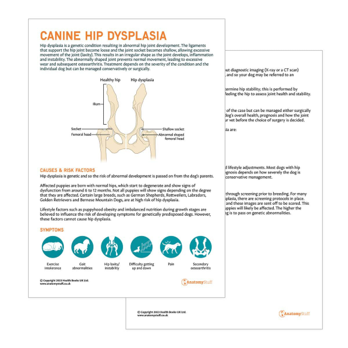 Dog Hip Dysplasia Pet Owner Education Handout