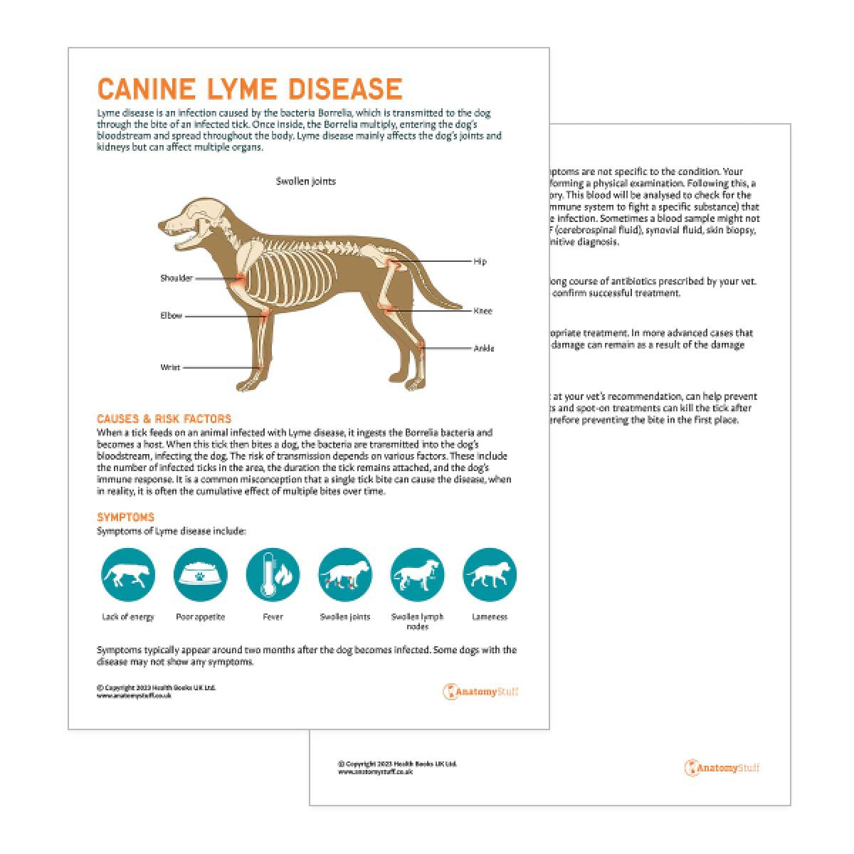 Canine Lyme Disease Pet Owner Education Handout (Printable PDF)