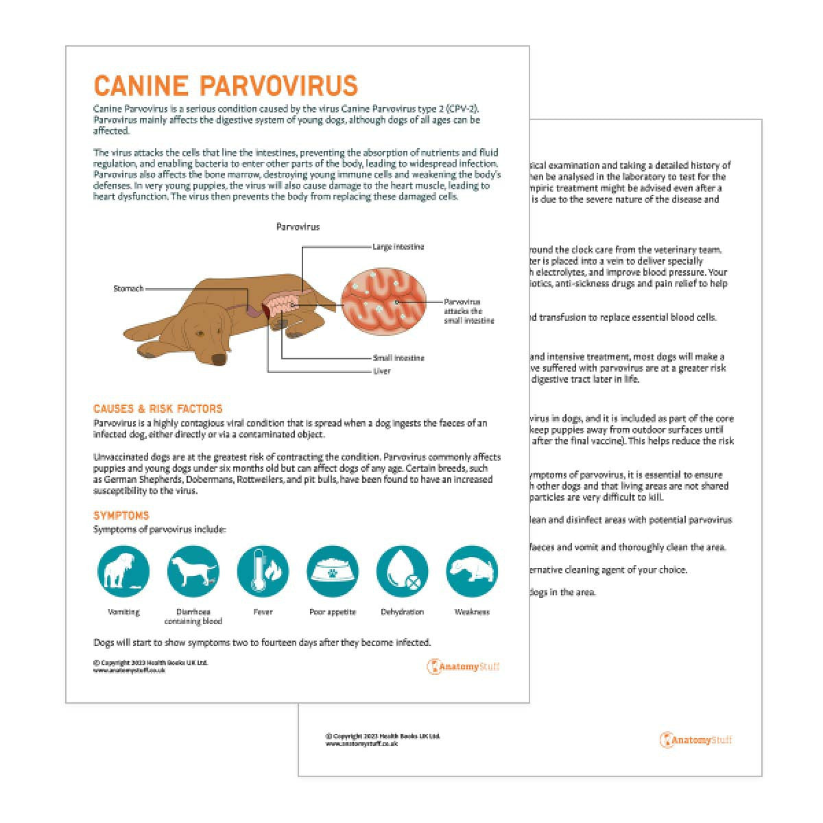 Canine Parvovirus Pet Owner Education Handout