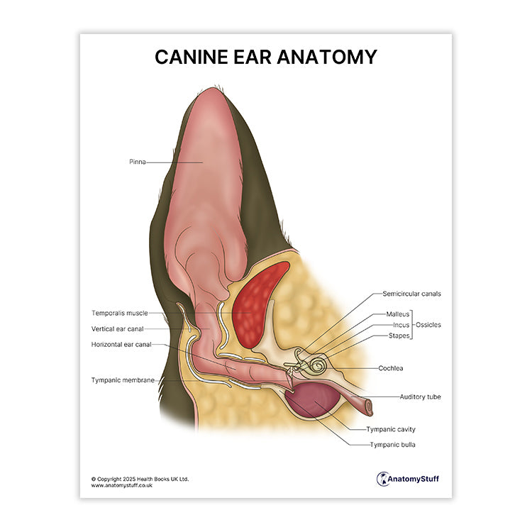 Canine Ear Anatomy Print (Small 8x10")