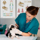 Switch Canine Dental Map Chart / Poster 2 image