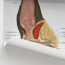 Switch Canine Ear Anatomy Print (Small 8x10&quot;) 3 image