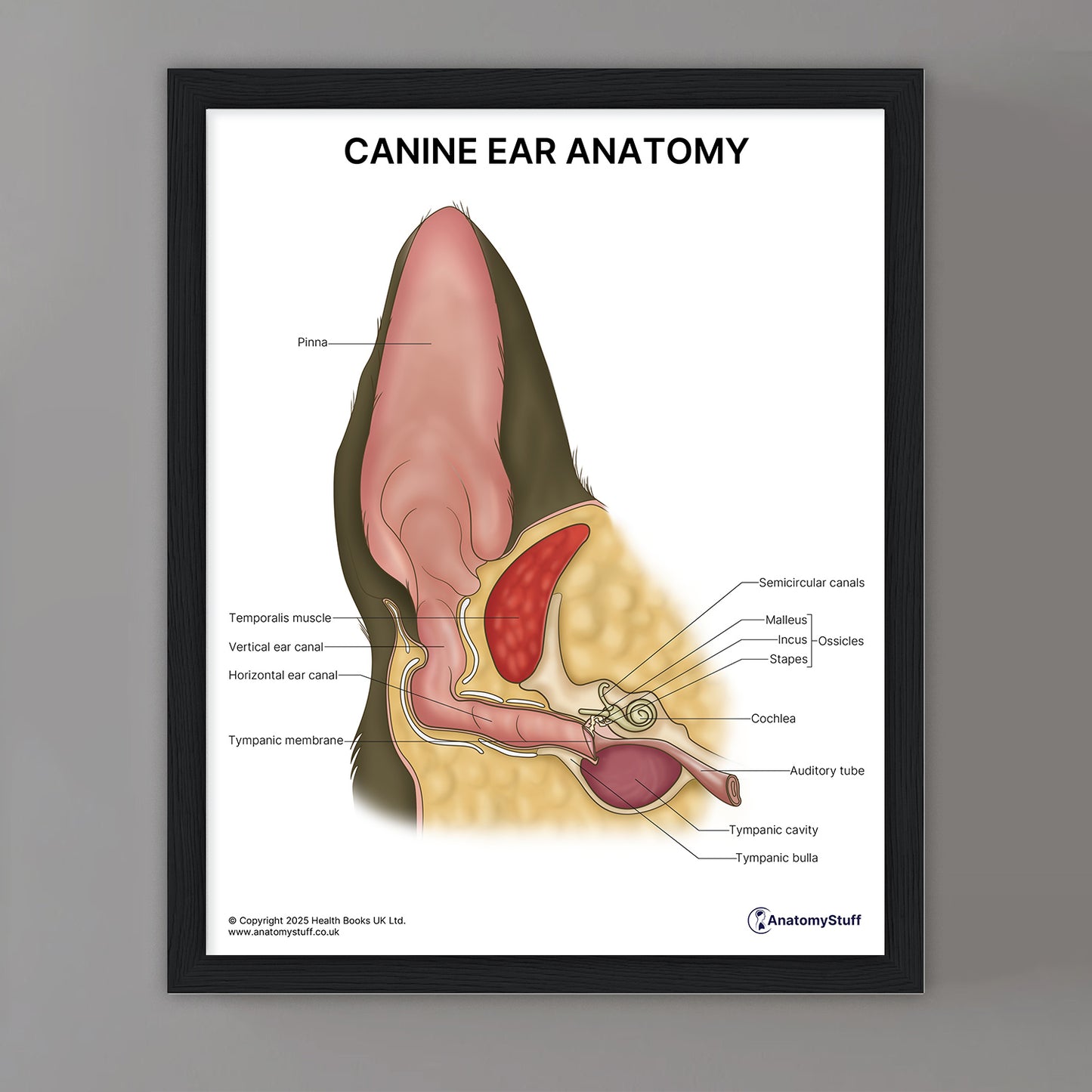 Canine Ear Anatomy Print (Small 8x10")
