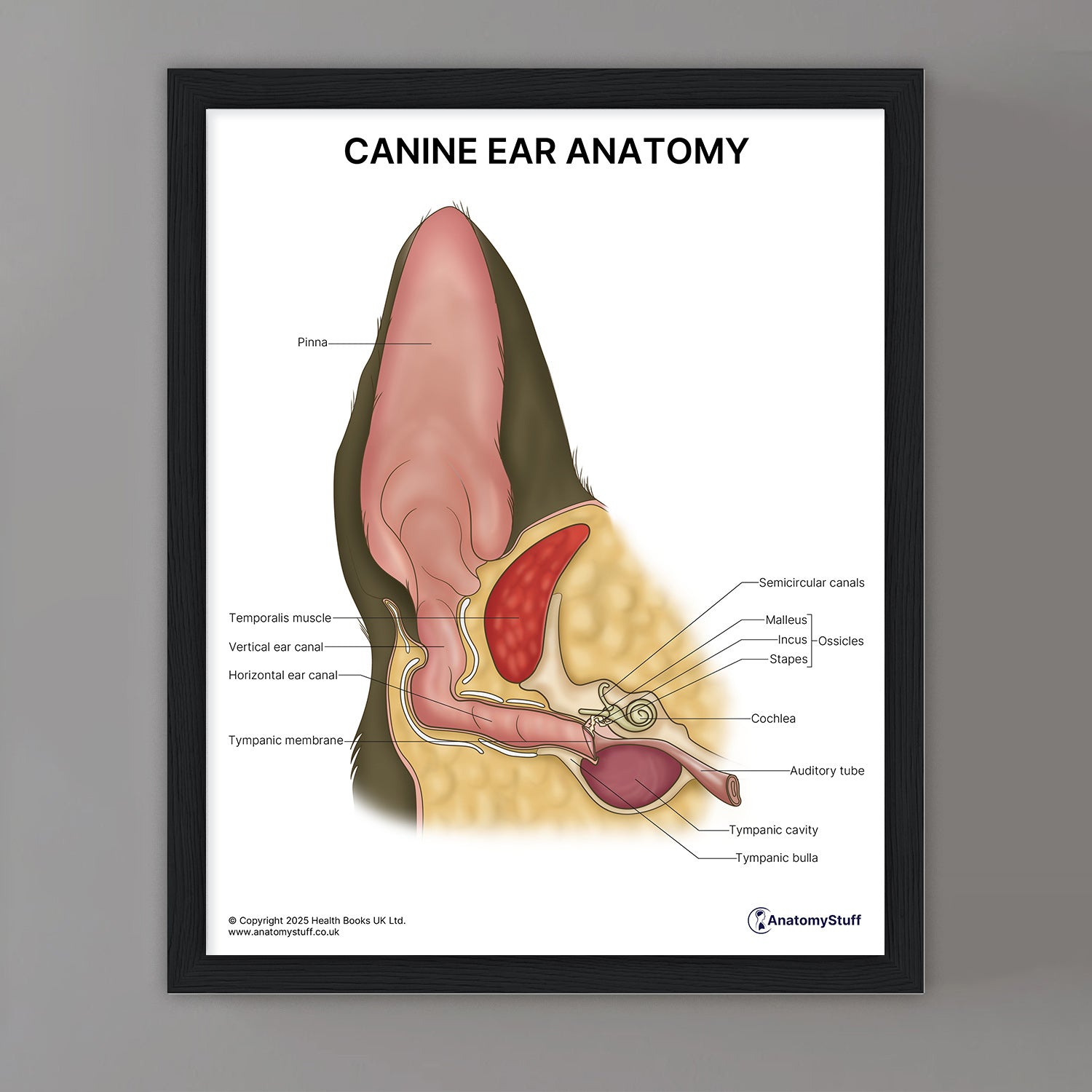Canine Ear Anatomy Print (Small 8x10")
