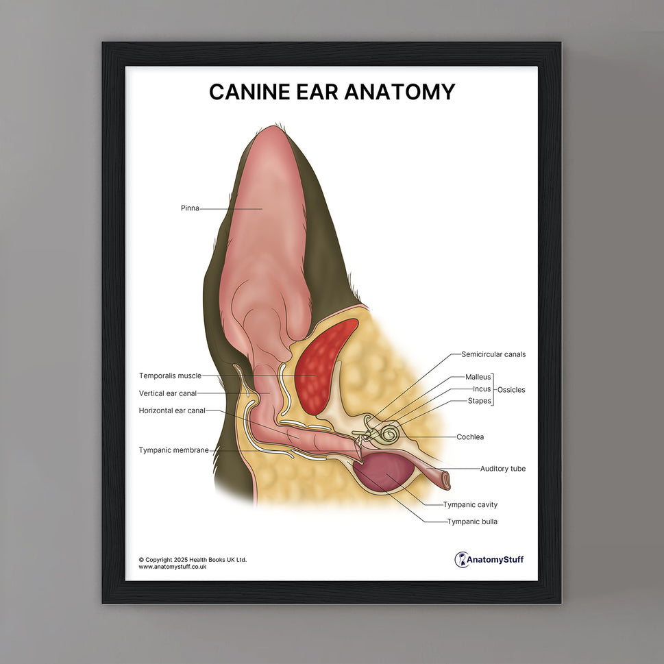 Canine Ear Anatomy Print (Small 8x10")