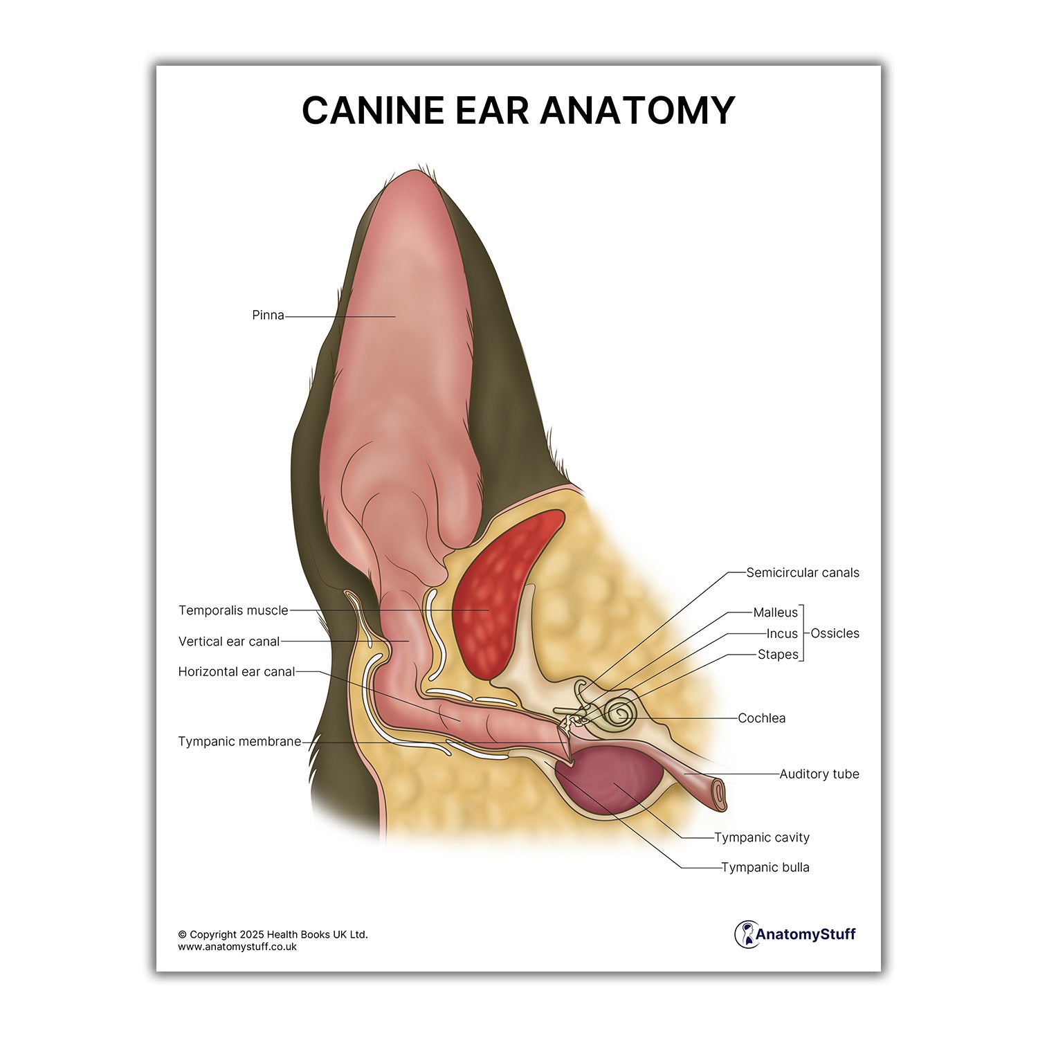 Canine Ear Anatomy Print (Small 8x10")