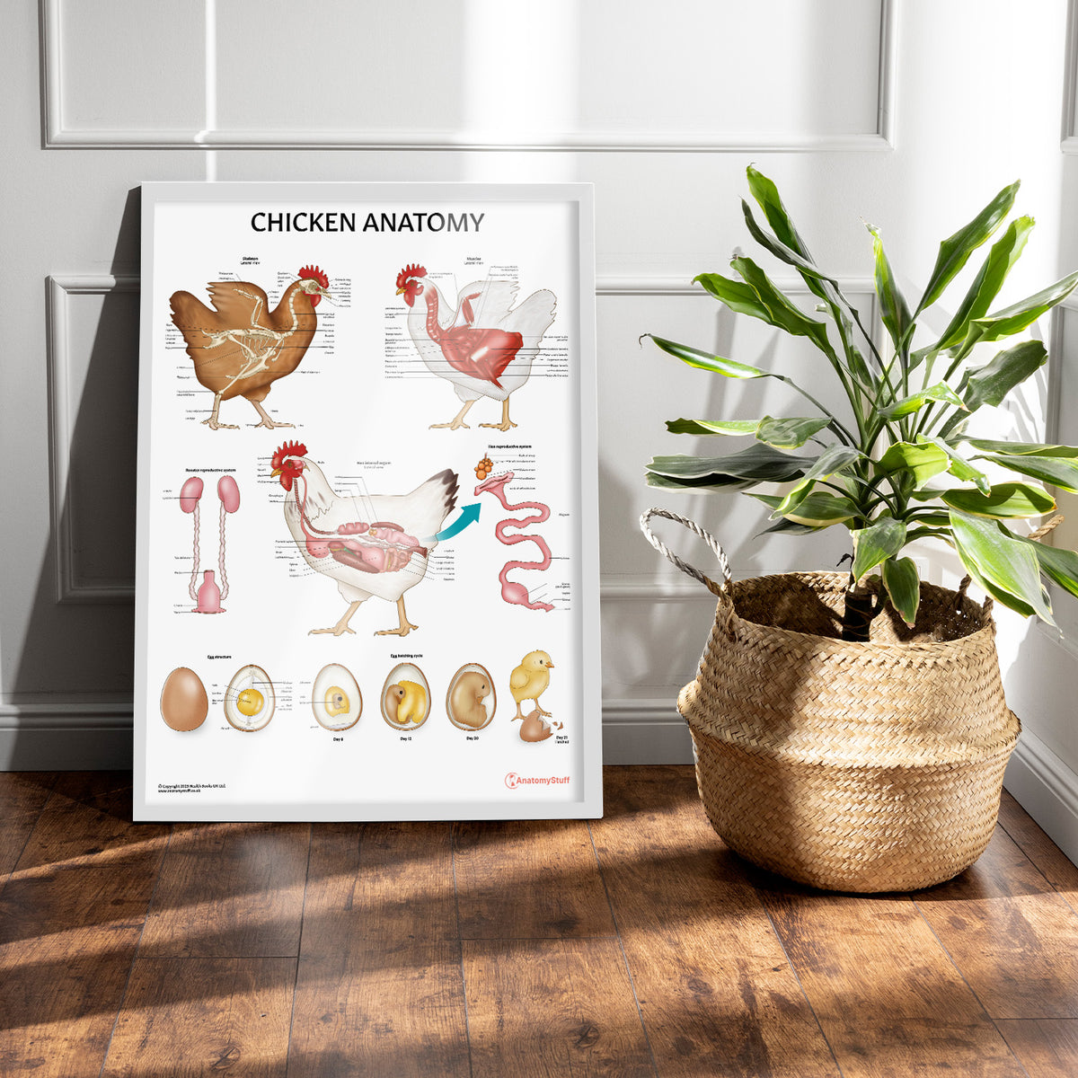 Chicken Anatomy Poster | Poultry Anatomy Chart for Farmers & Vets ...