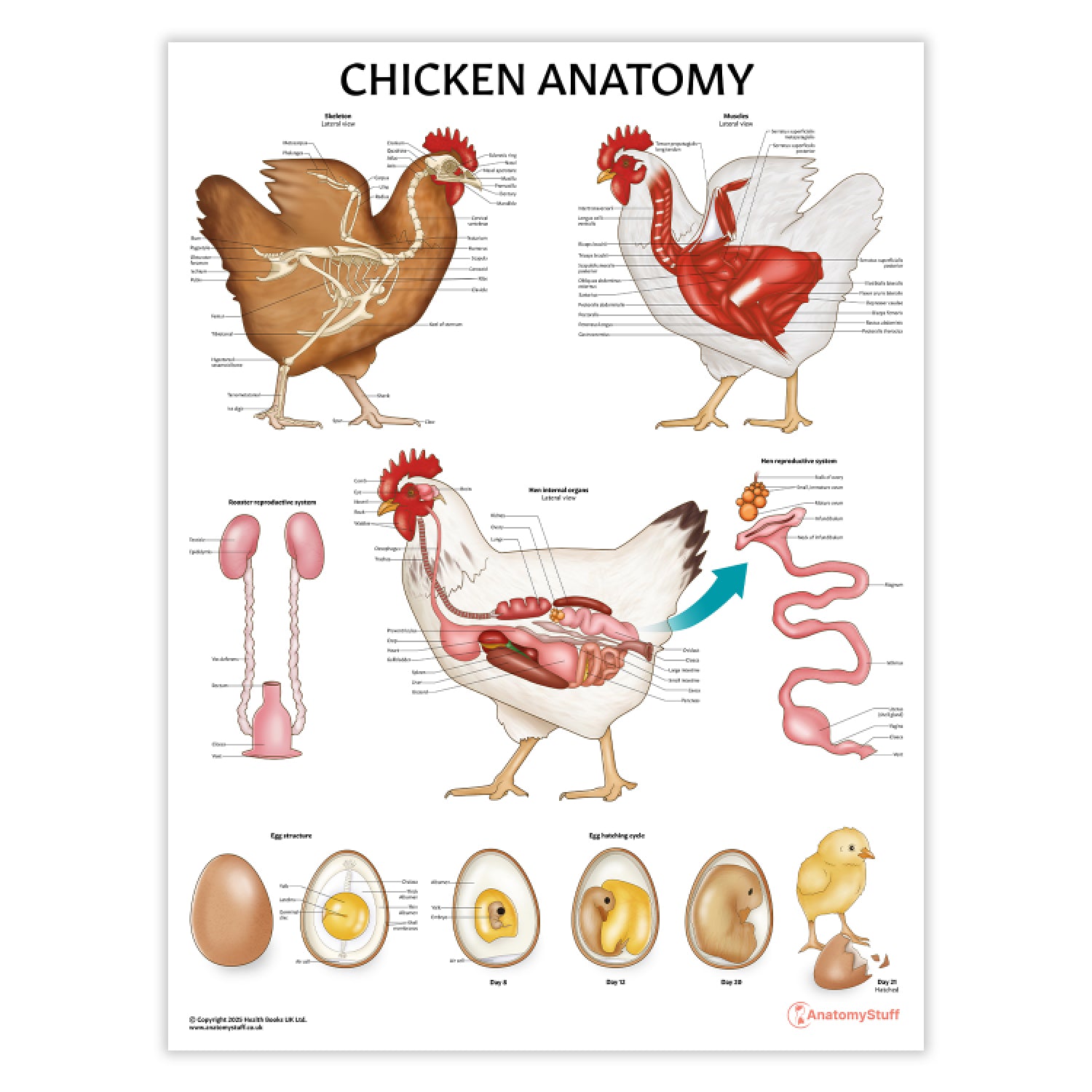 Chicken Anatomy Poster | Poultry Anatomy Chart for Farmers & Vets ...
