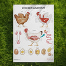 Switch Chicken Anatomy Chart / Poster 2 image