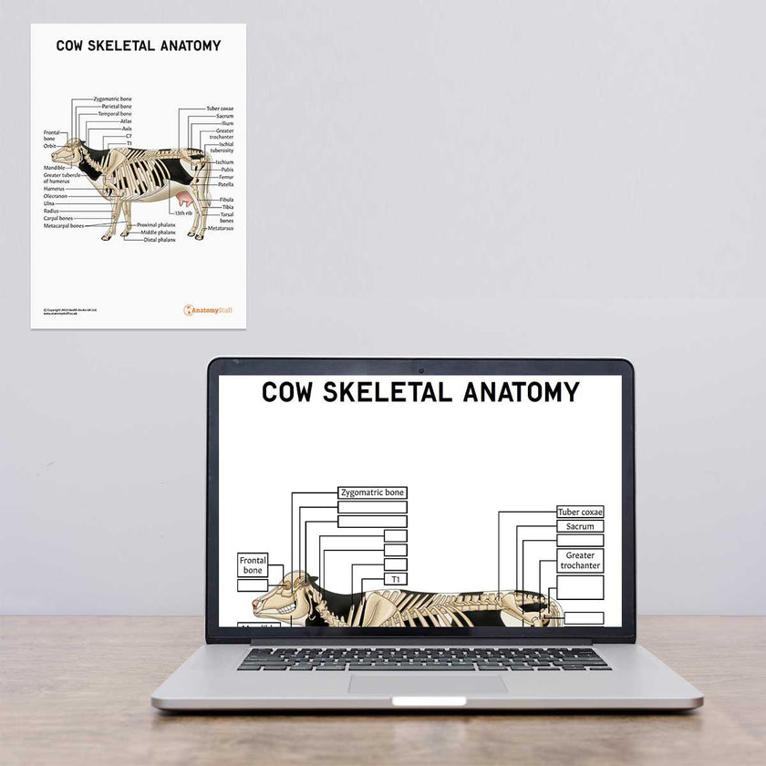 Cow Skeletal Anatomy