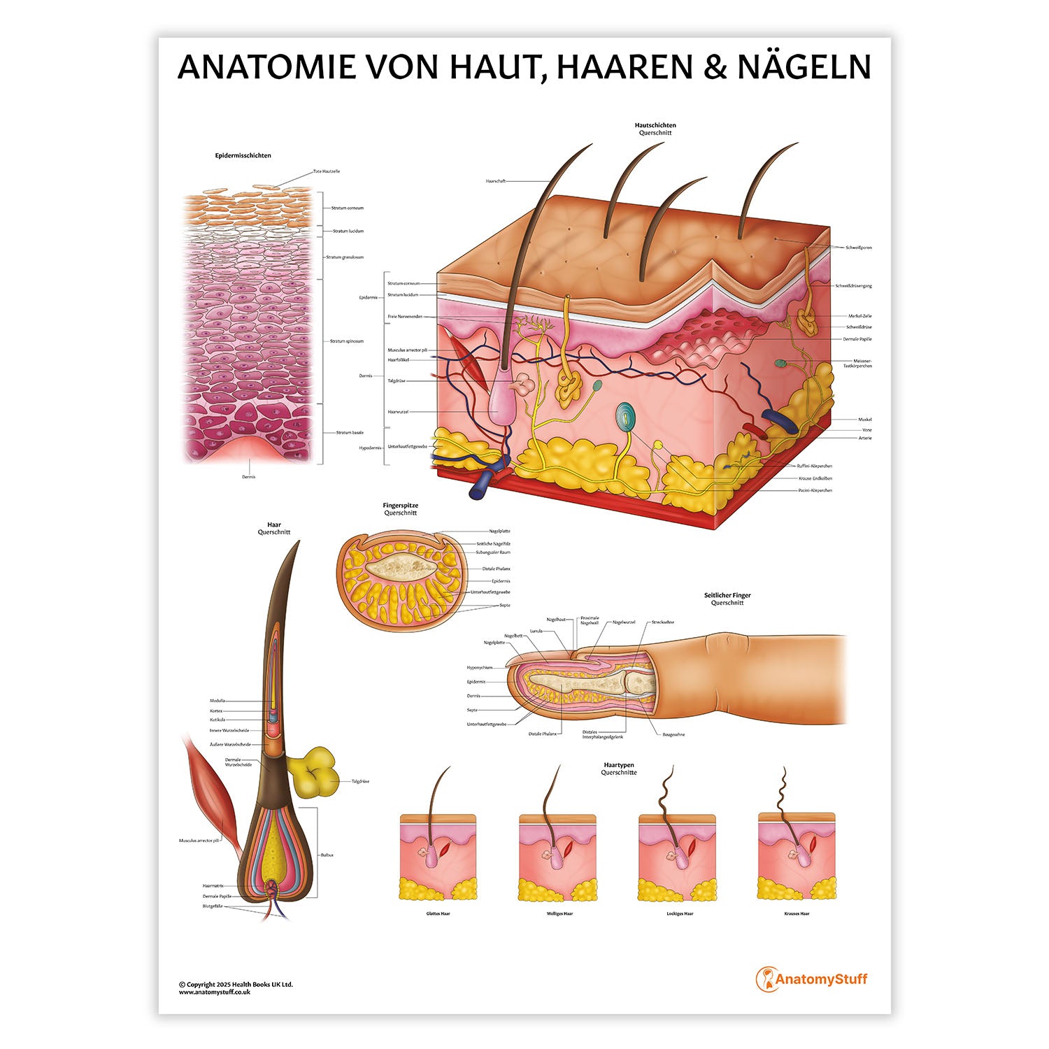 Anatomie Von Haut, Haaren & Nageln Chart / Poster - German