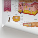 Switch Anatomie Von Haut, Haaren &amp; Nageln Chart / Poster - German 2 image