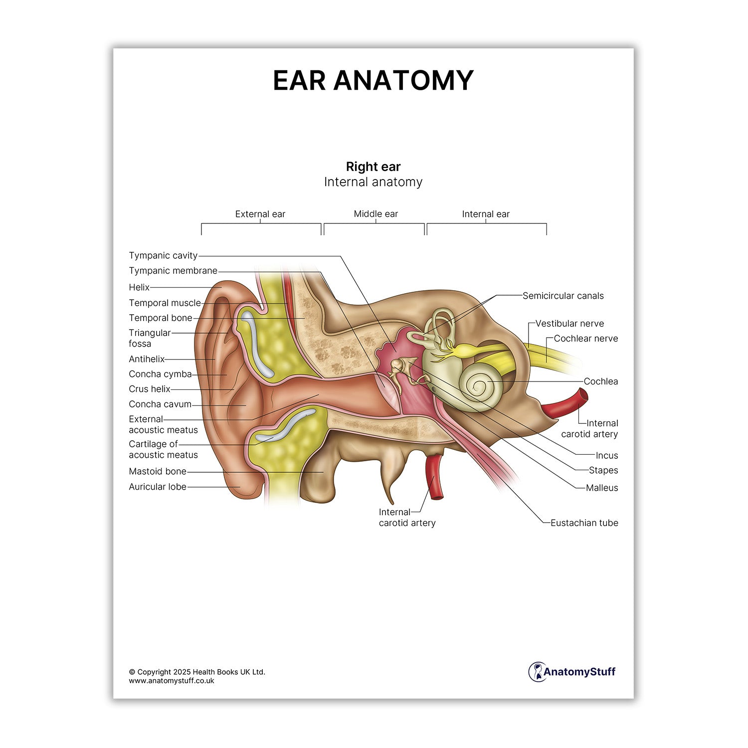 Ear Anatomy Print (Small 8x10")