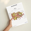 Switch Ear Anatomy Print (Small 8x10&quot;) 2 image