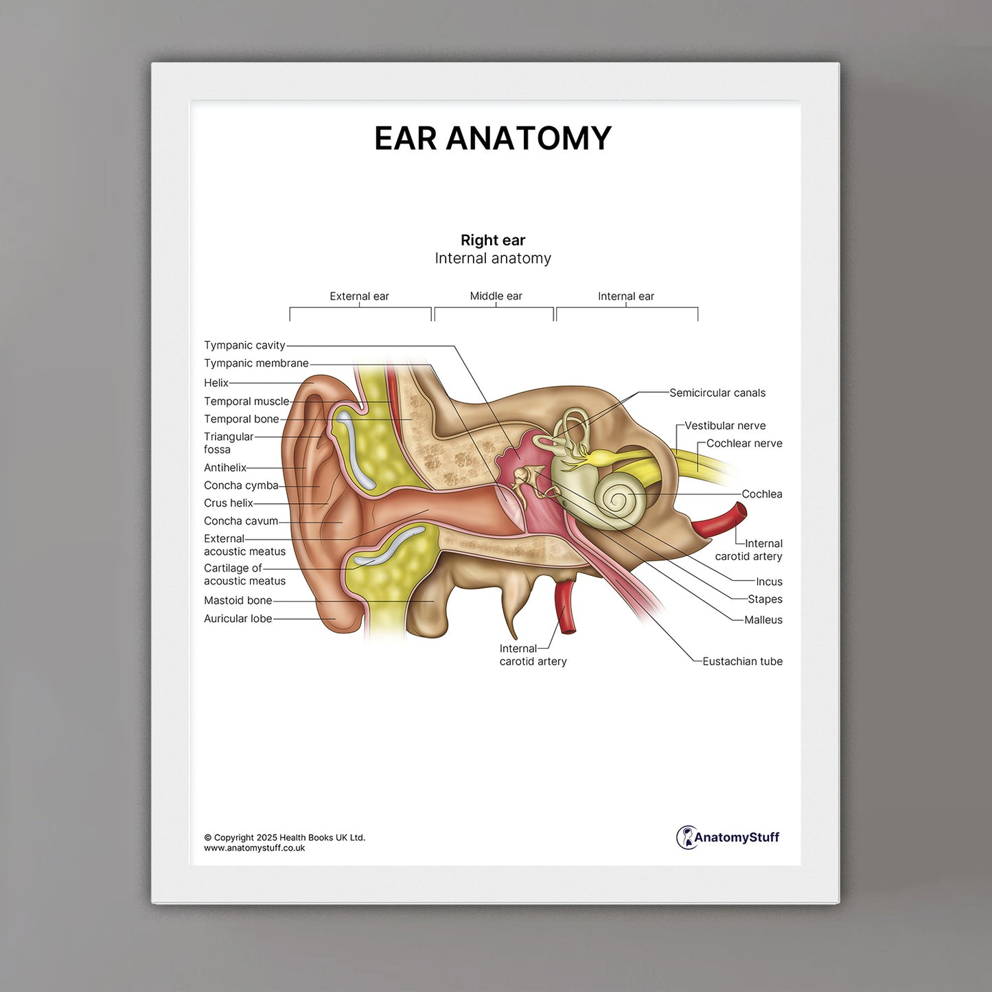 Ear Anatomy Print (Small 8x10")